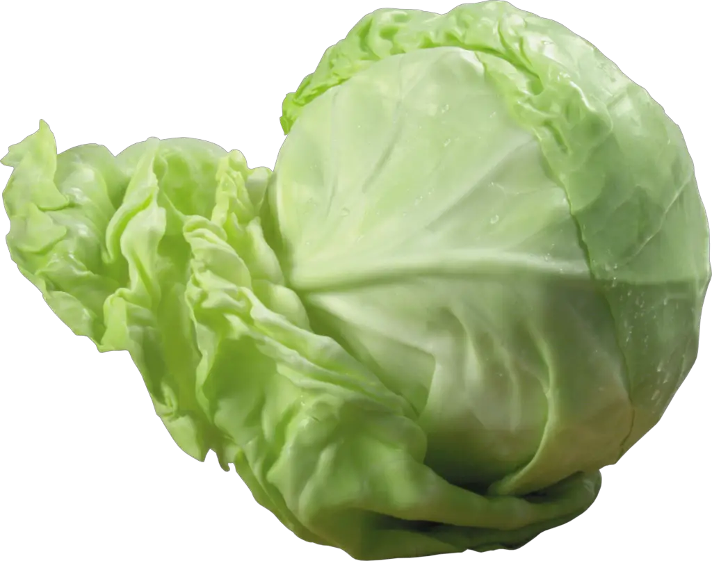 Fresh Cabbage Png