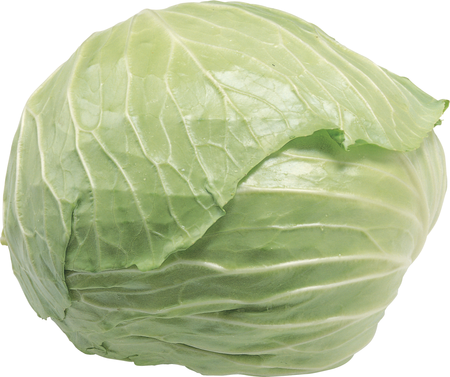 Cabbage-15