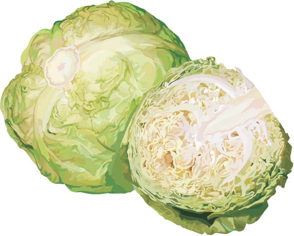 Cabbage Vector png 