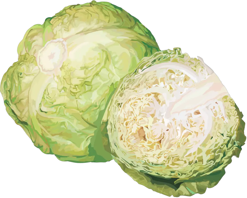 Cabbage Vector png 