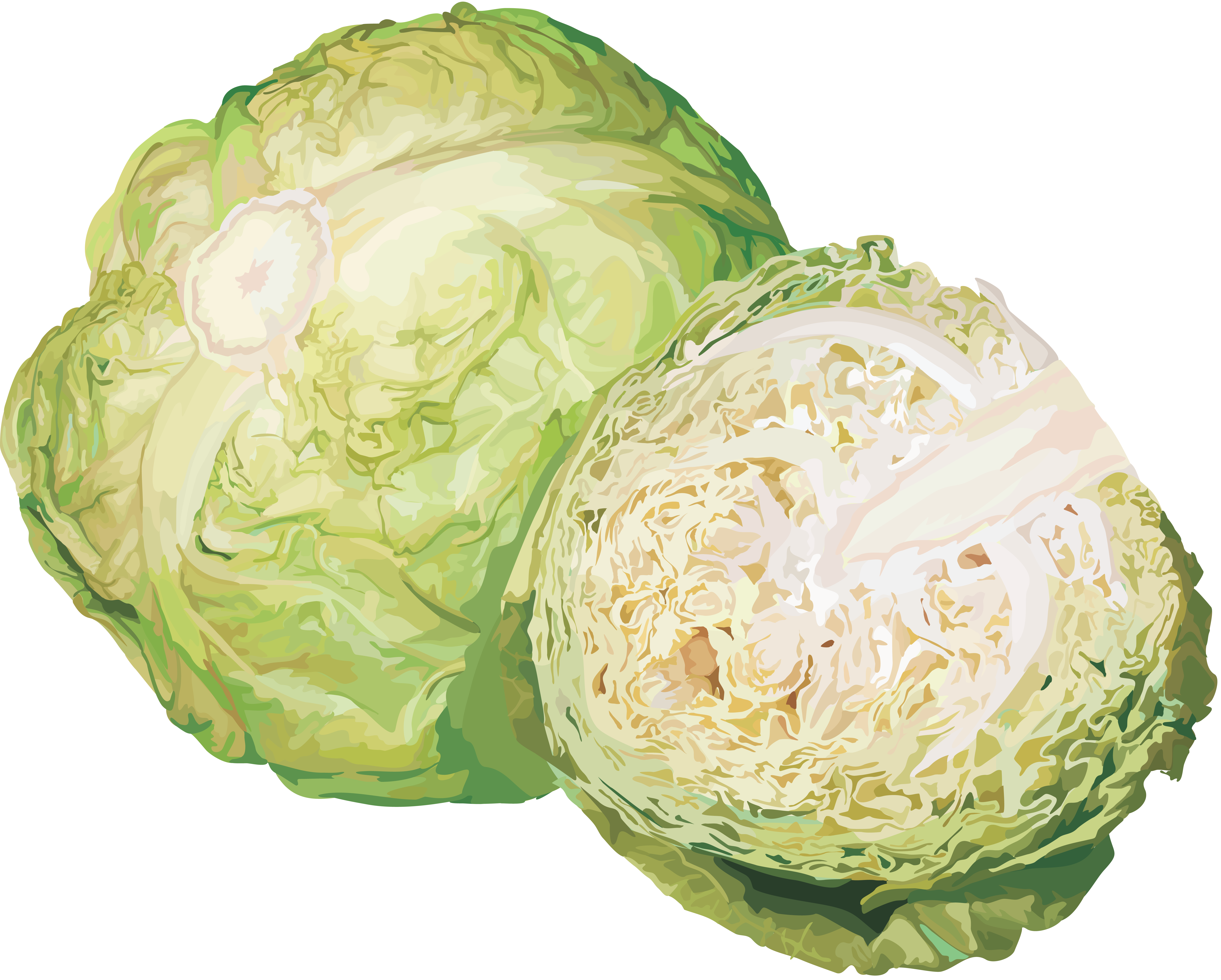 Cabbage-16