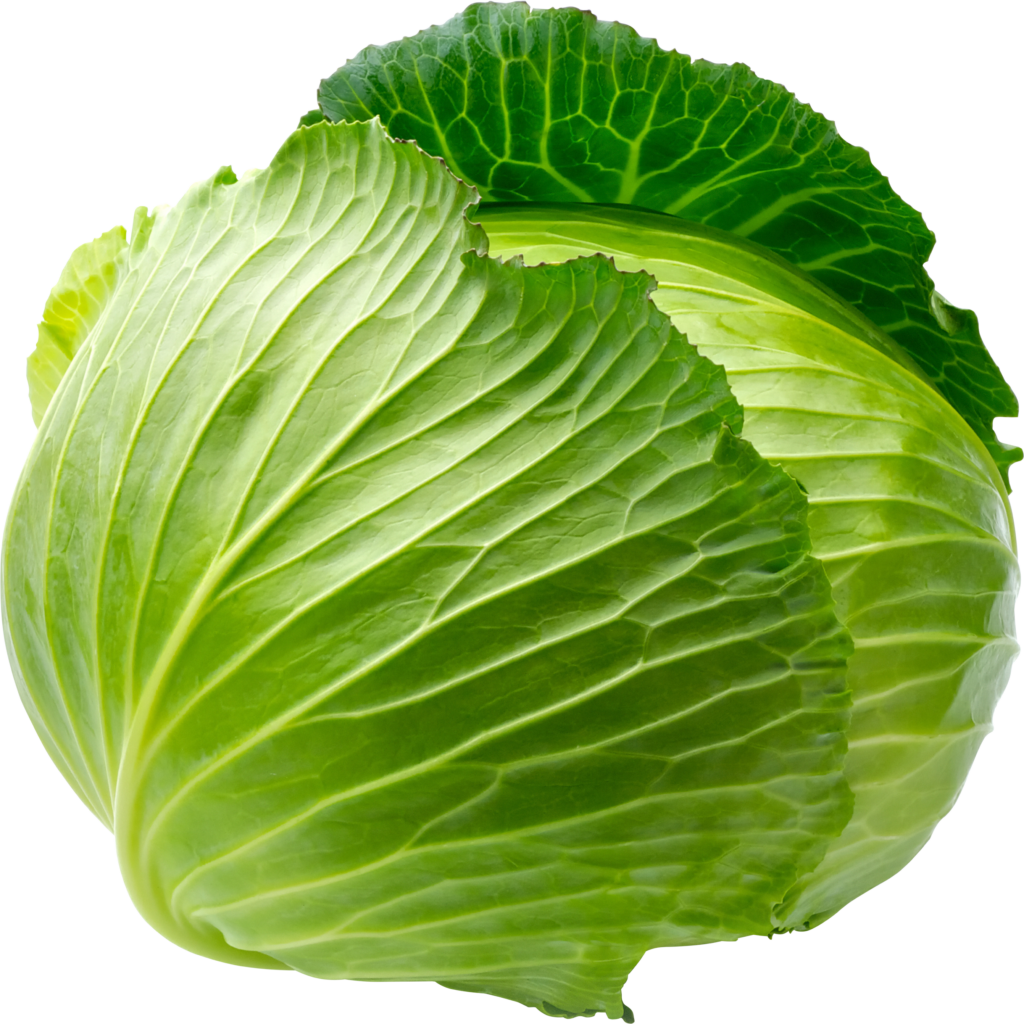 High-Resolution Cabbage Png