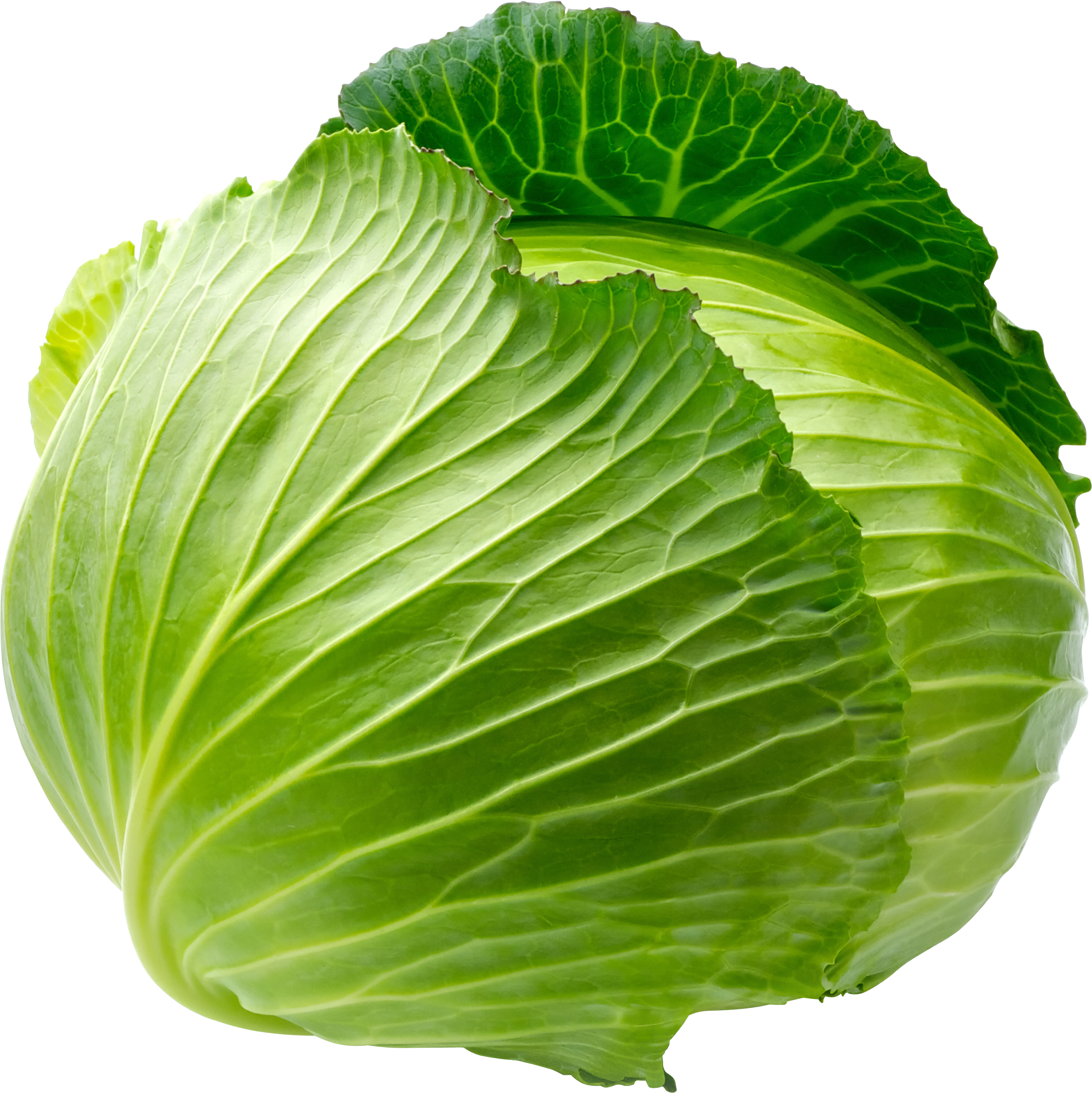 Cabbage-17