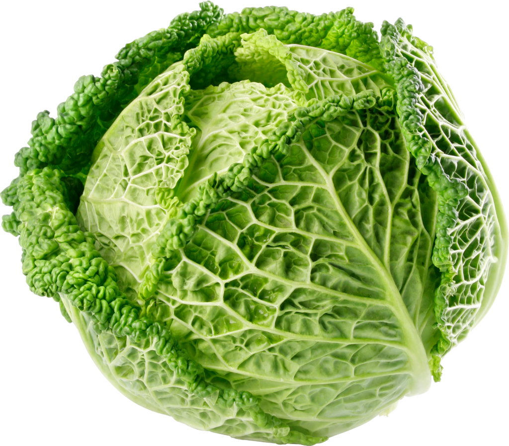 Fresh Cabbage Png