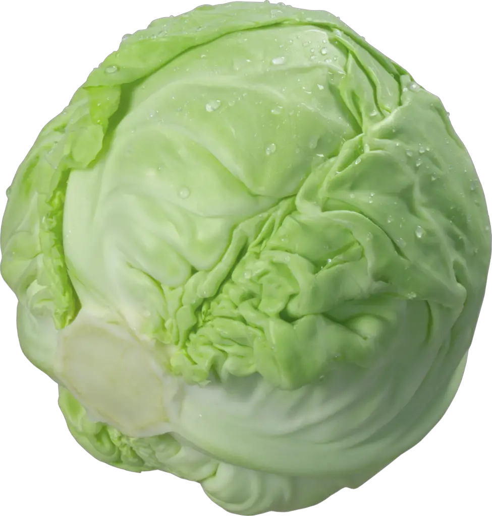 Fresh Cabbage Png