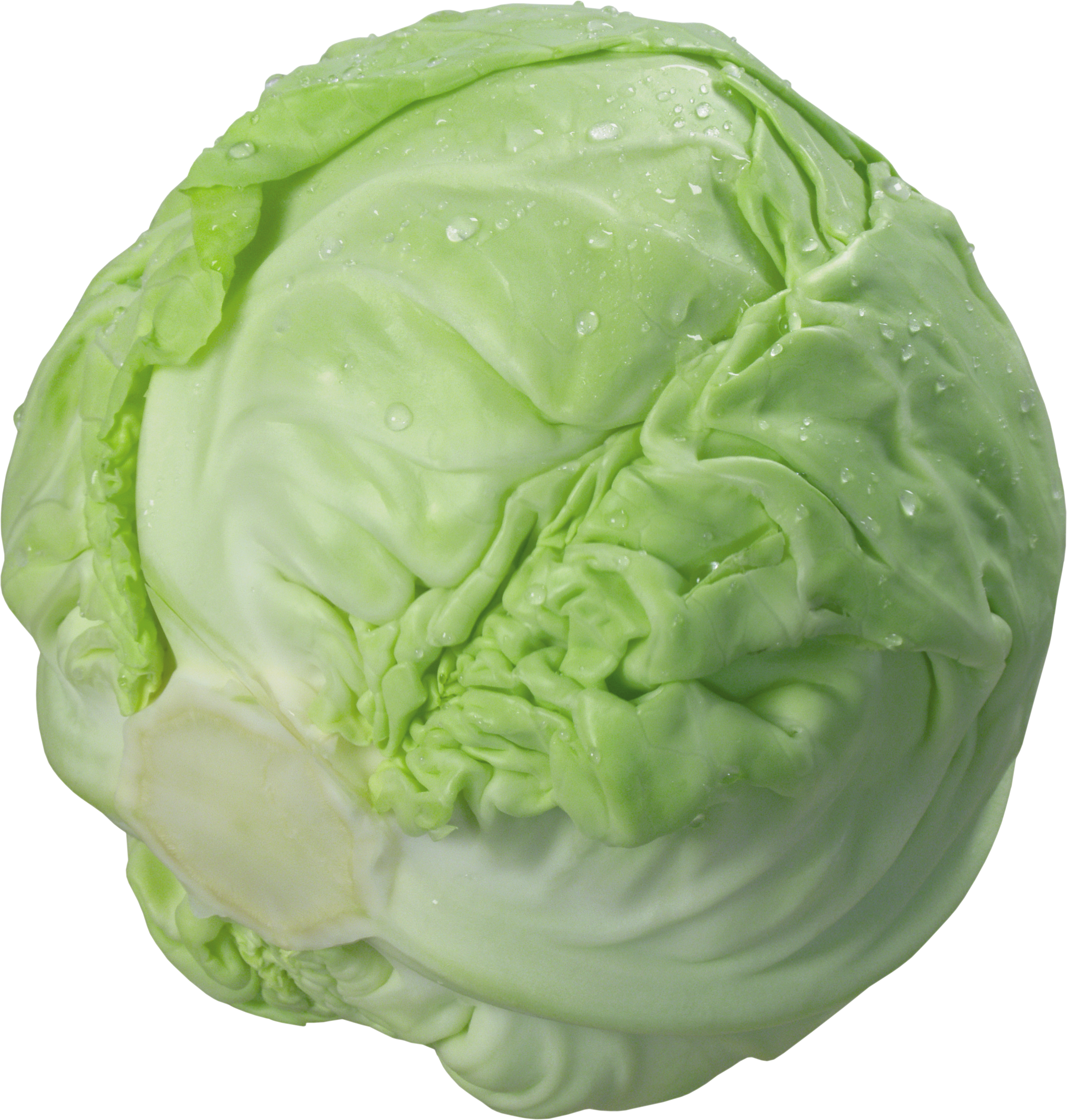 Cabbage-19