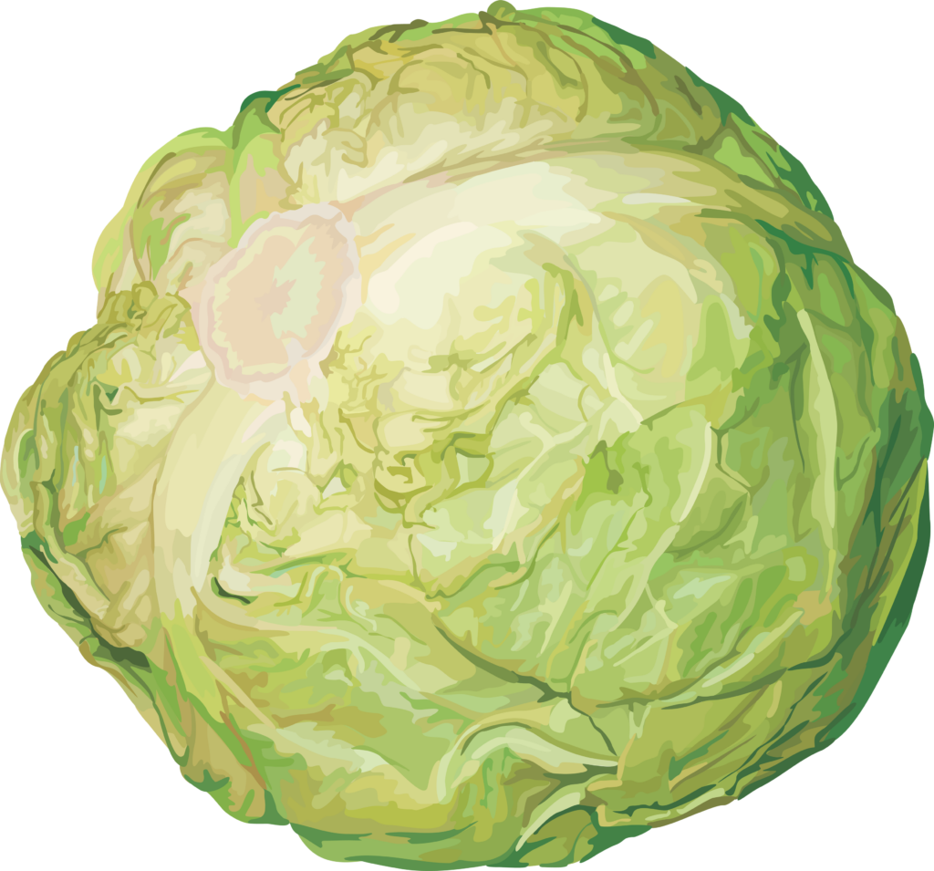 Cabbage Clipart png 