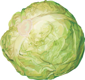 Cabbage-2