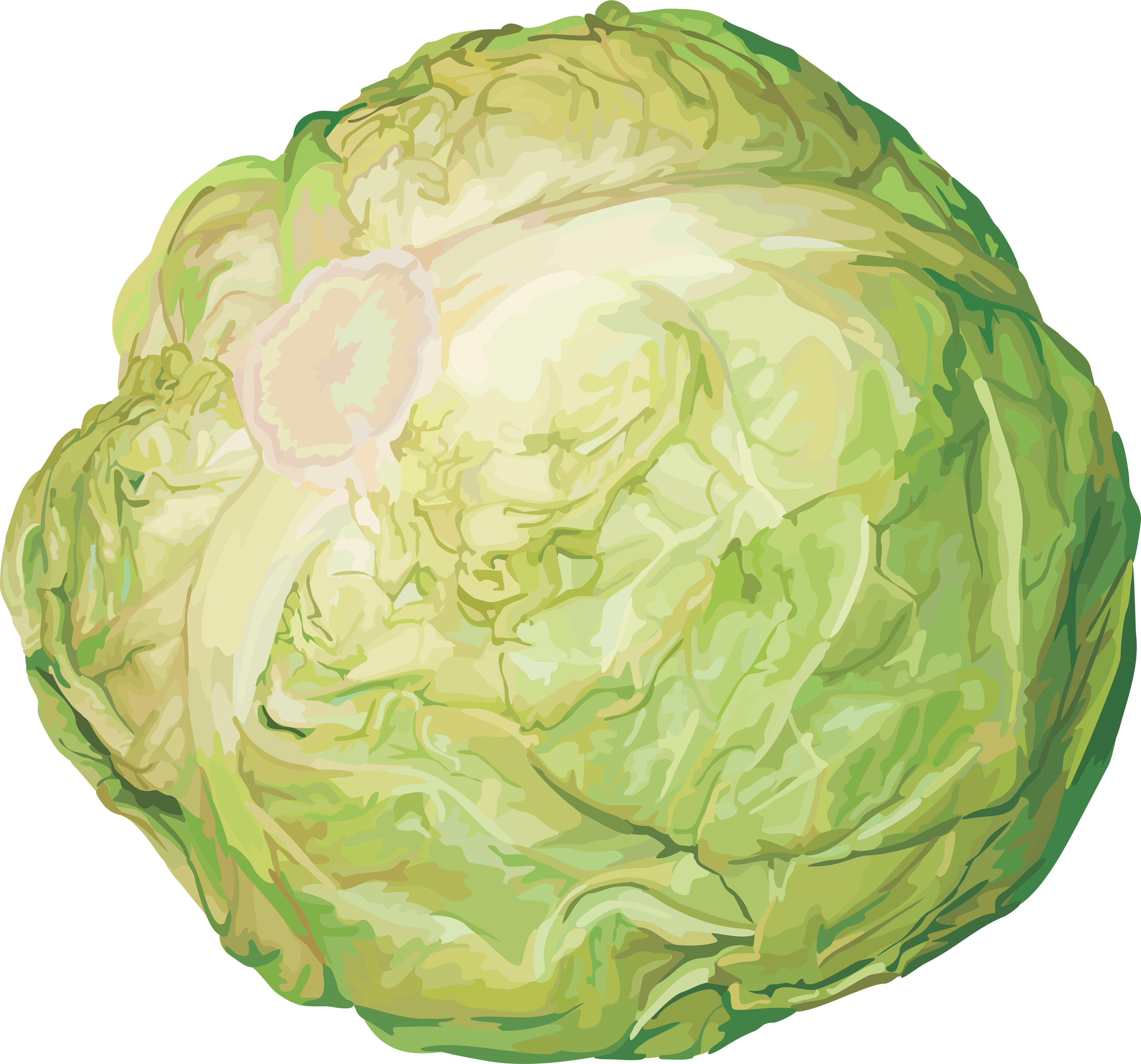 Cabbage-2