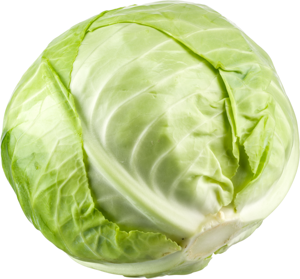 cabbage png