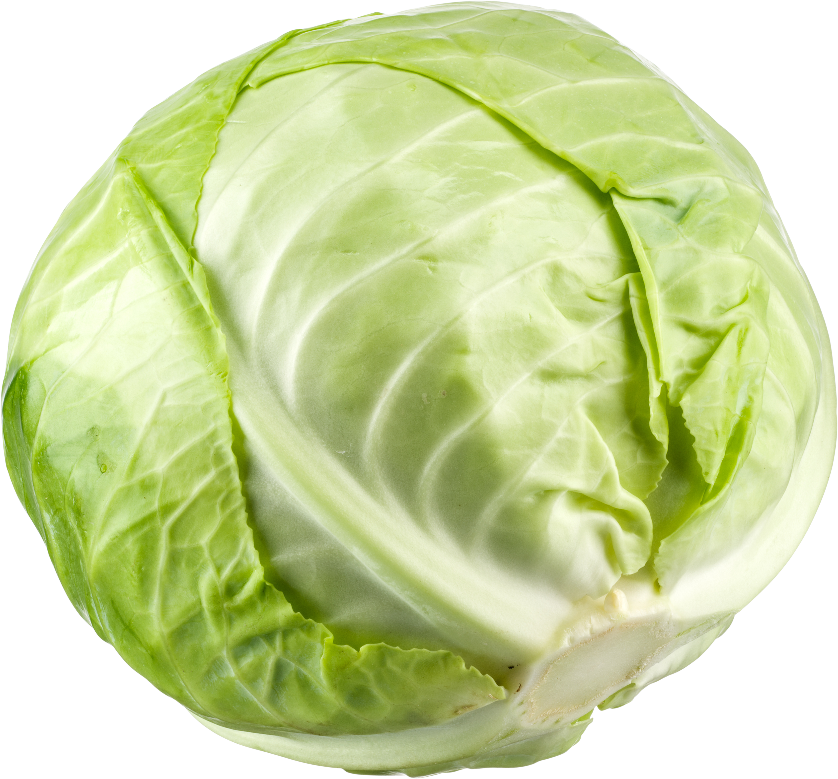 Cabbage-22