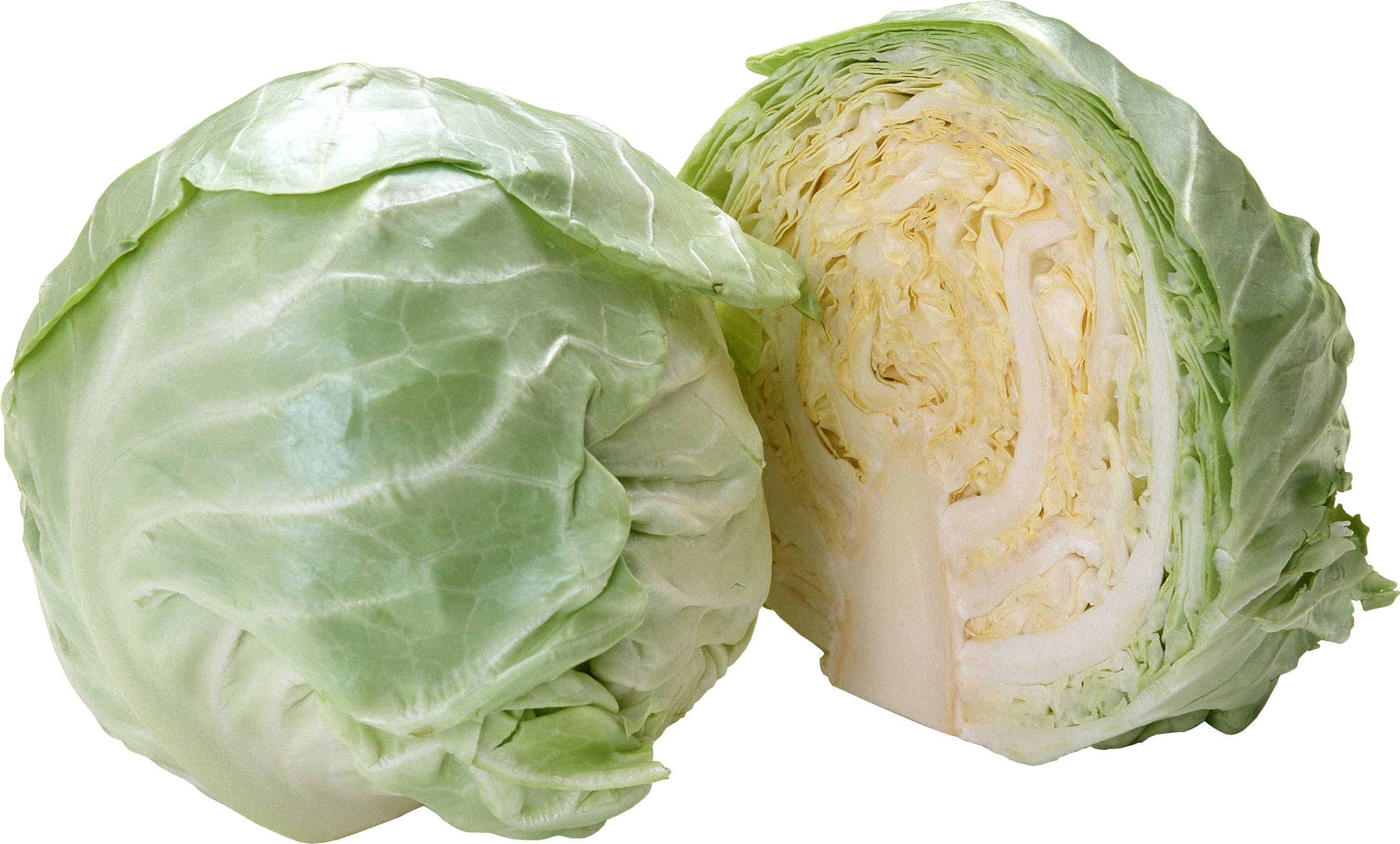 Cabbage-4