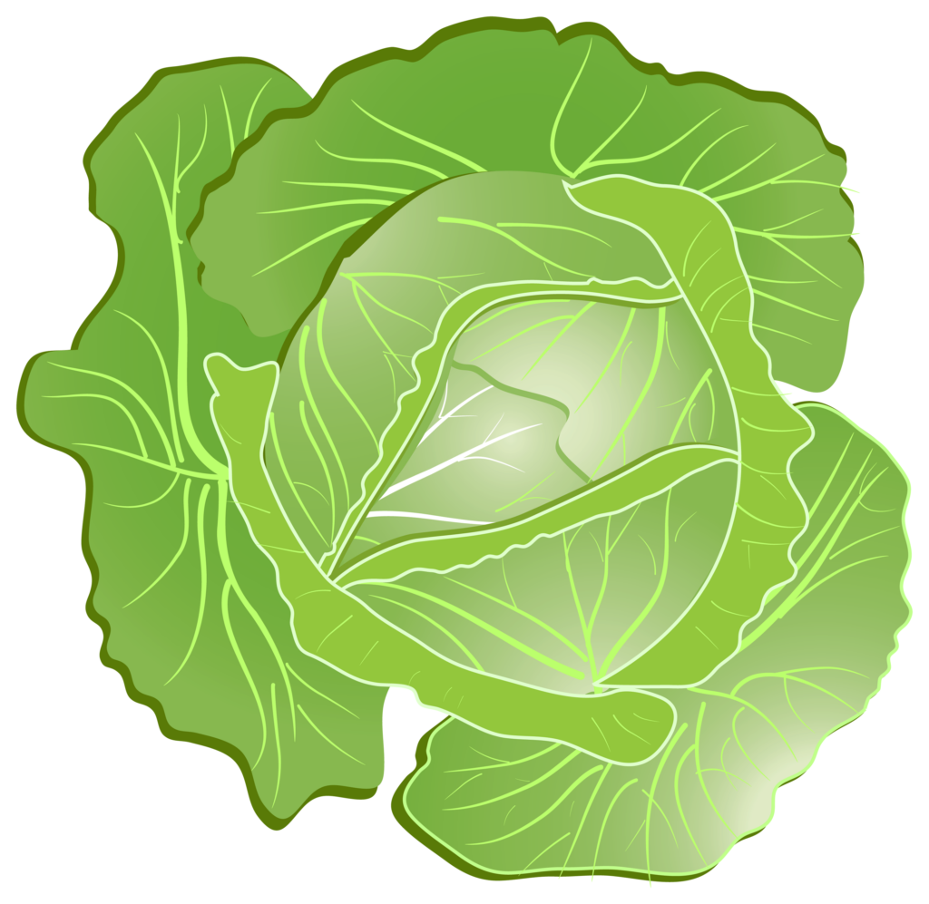Cabbage Vector png 