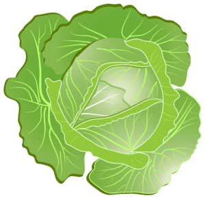 Cabbage-5