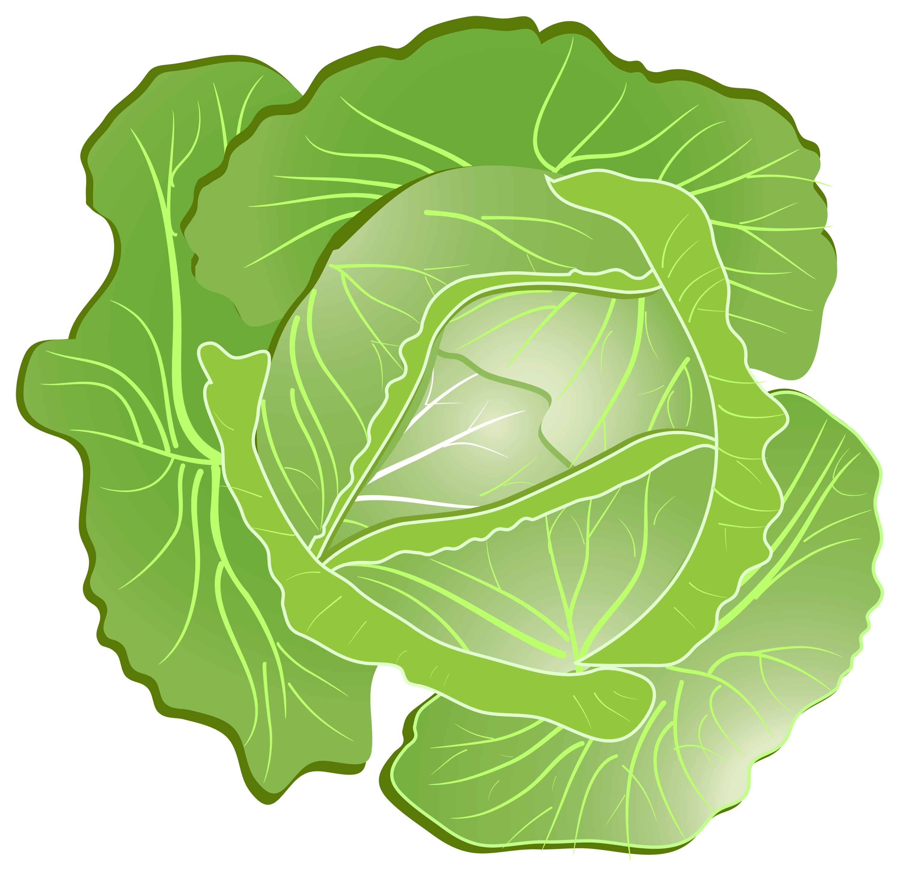 Cabbage-5