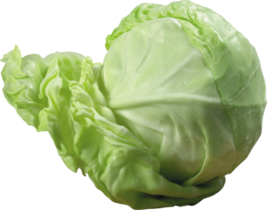 Cabbage-6