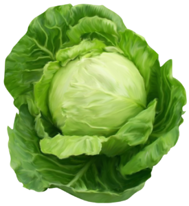 Cabbage-7