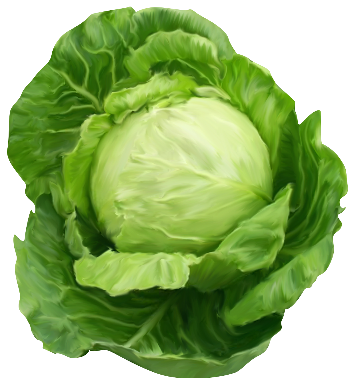 Cabbage-7
