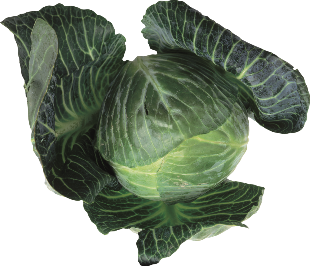 Green Cabbage Png