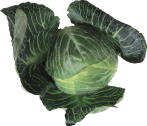 Cabbage-9