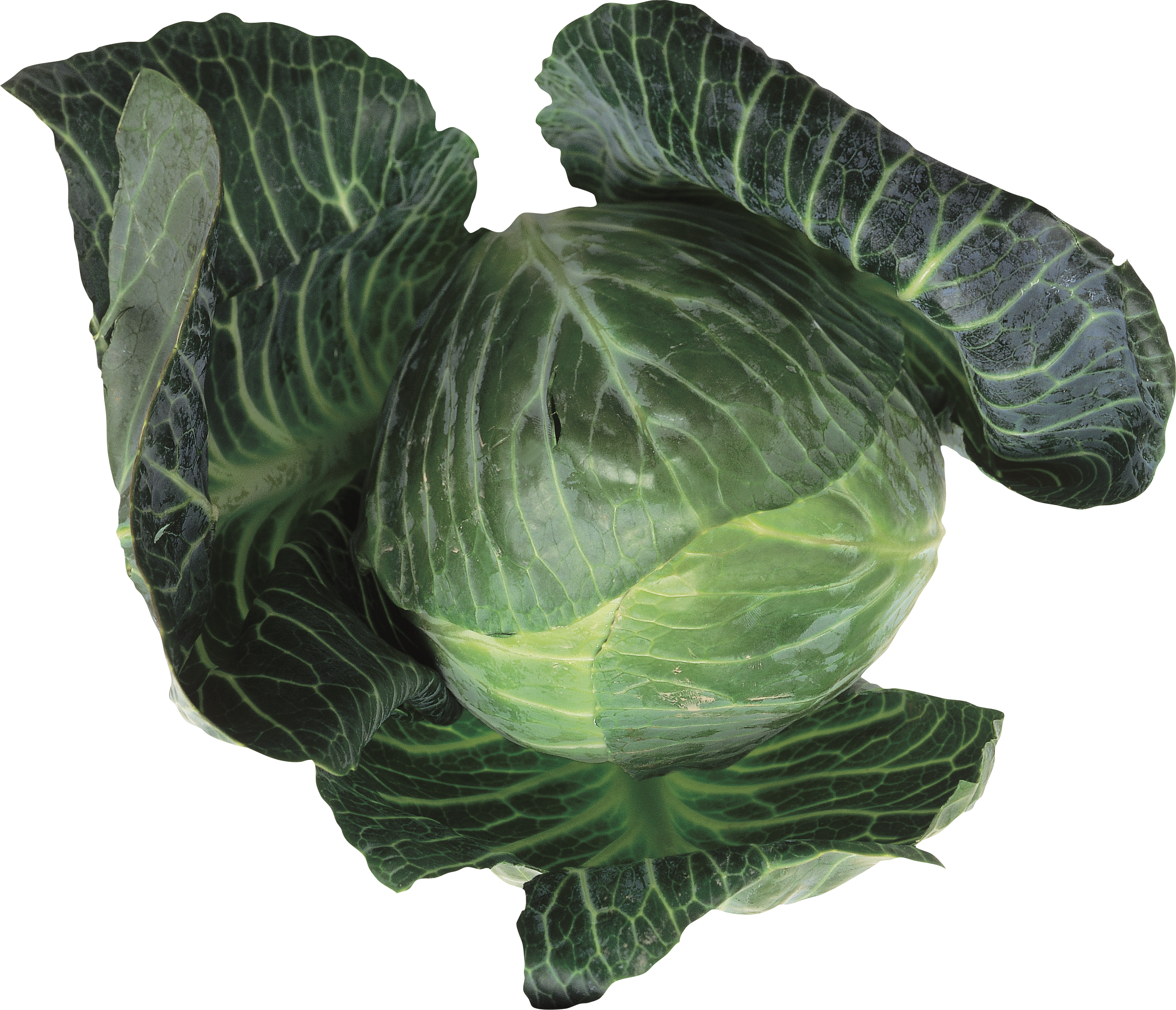 Cabbage-9