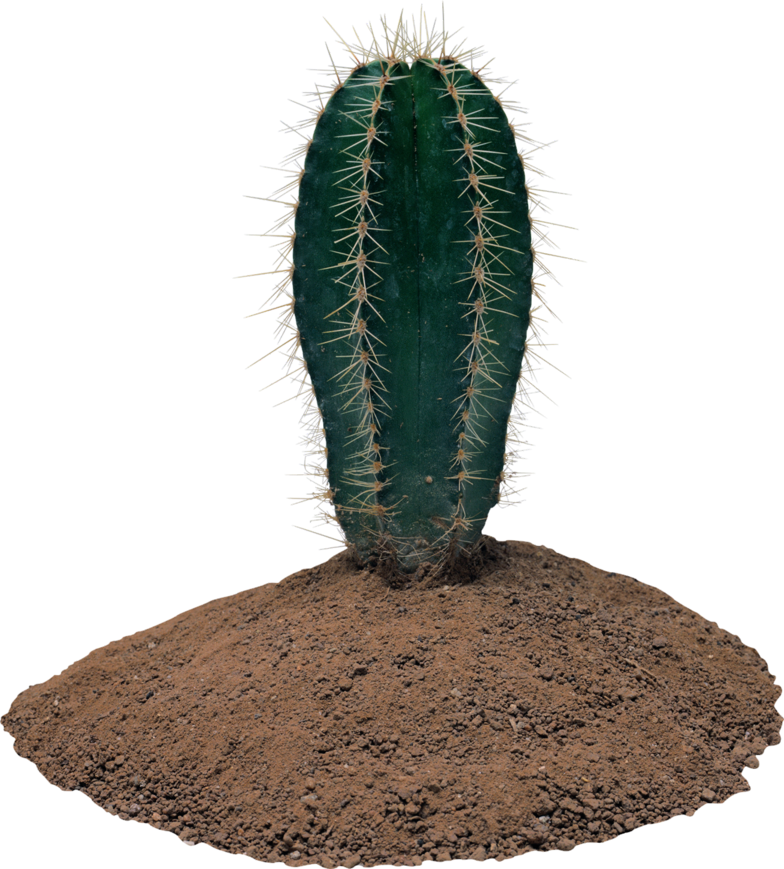 Cactus-2