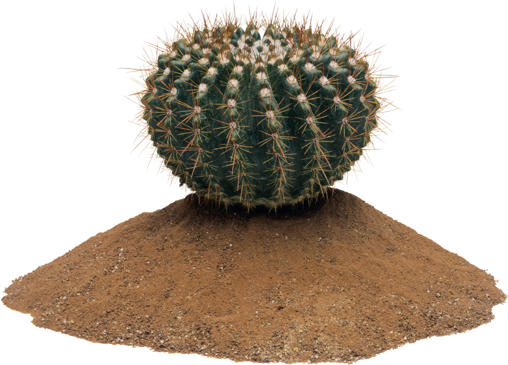 Cactus-3