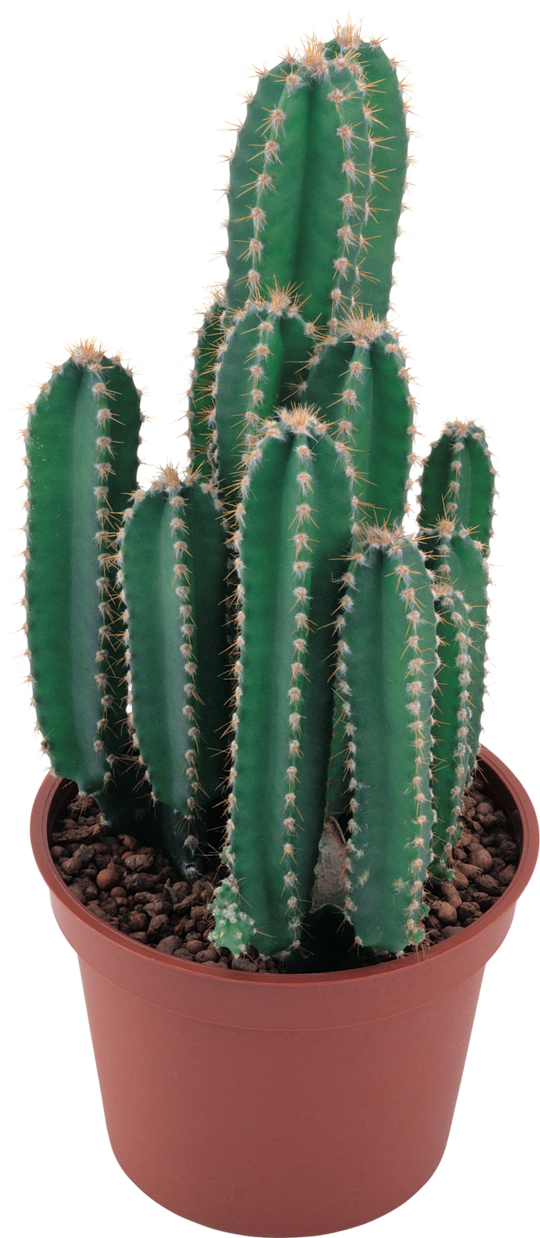Cactus-4