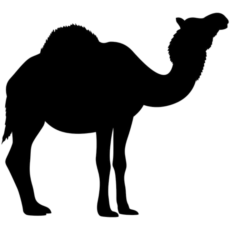 Camel-1