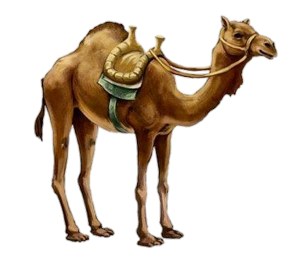 Camel-16