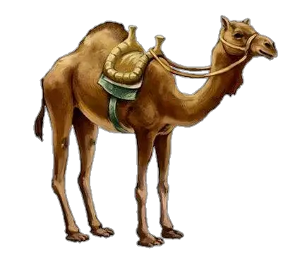 Camel Png Image