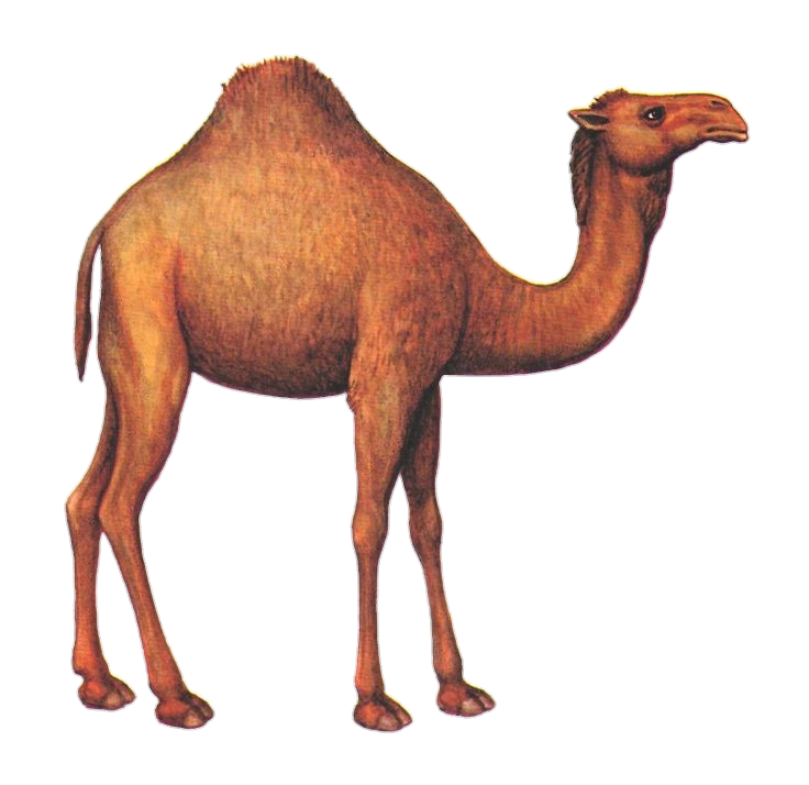 Camel Clipart Png