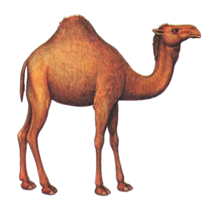 Camel-17