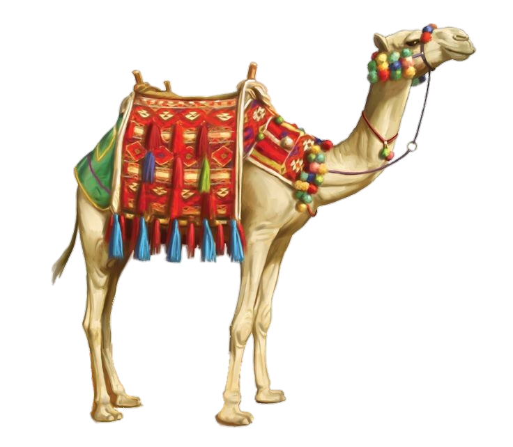 Transparent Camel Png