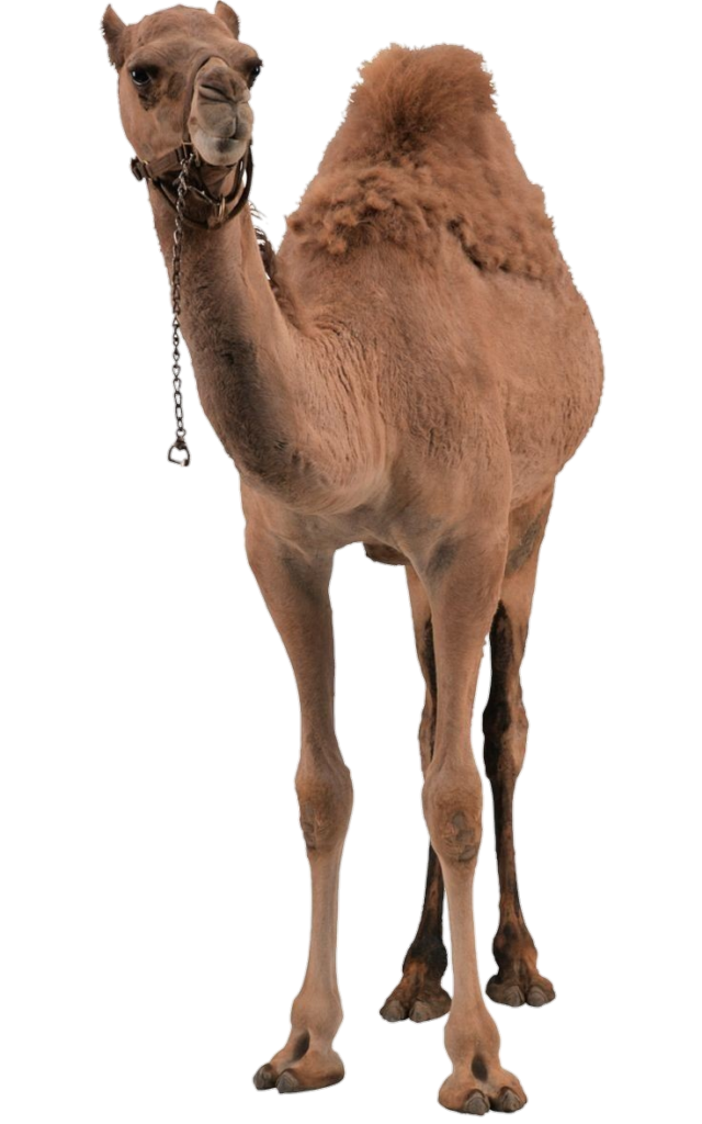 Dromedary Camel Png