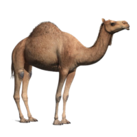 Camel Png Image