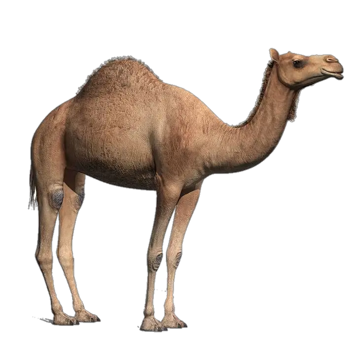 Camel PNG