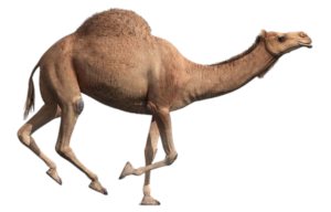 Camel PNG Transparent Images Free Download - Pngfre