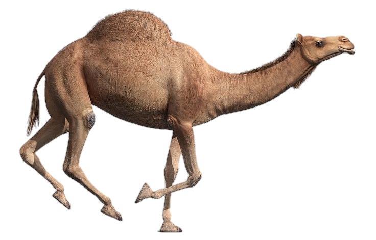 Running Camel Png