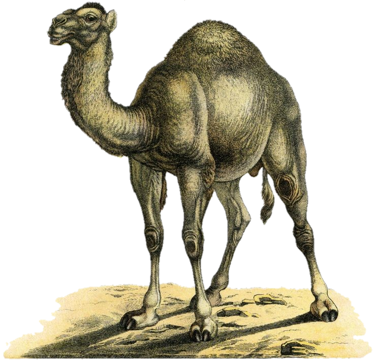 Camel Art Png