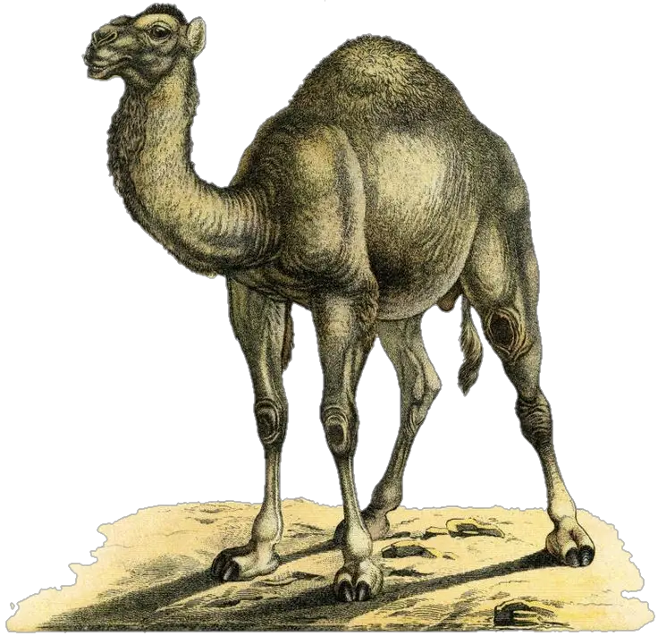 Camel Art Png