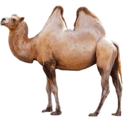 Camel-4