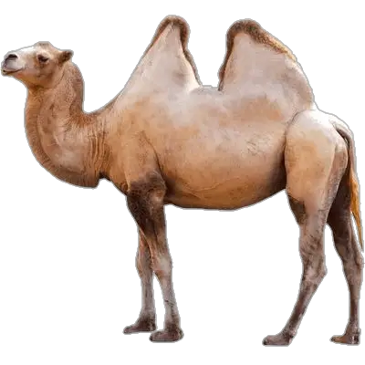 Camel-4