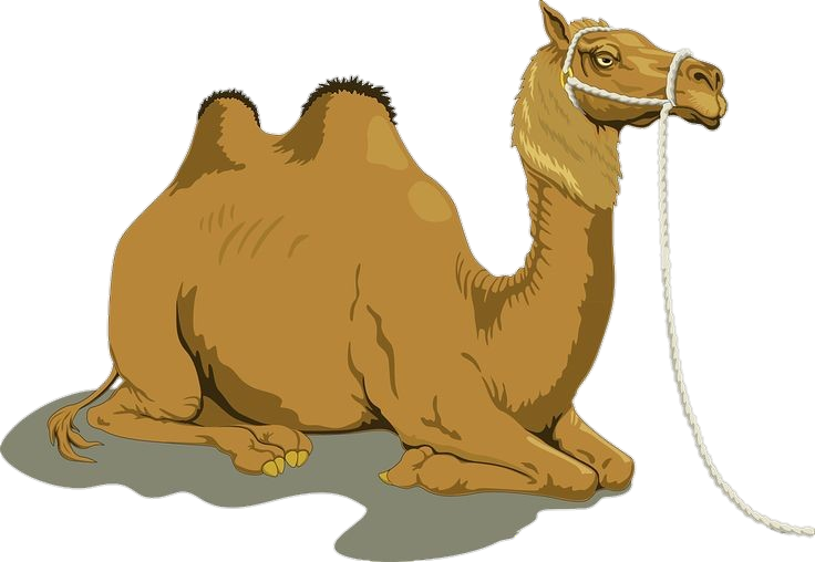 Camel Vector Png