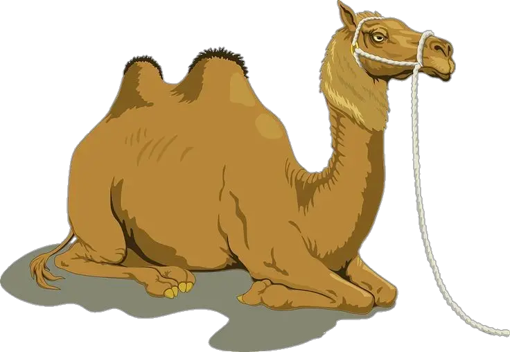 Camel Vector Png