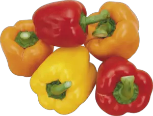 Capsicum PNG Transparent Images Free Download - Pngfre