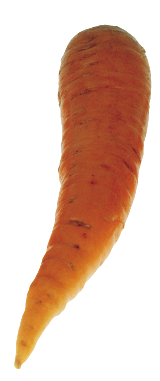 Carrot-11
