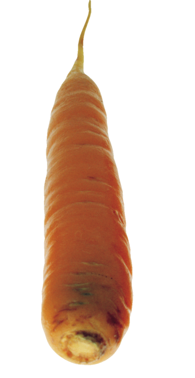 Carrot-12