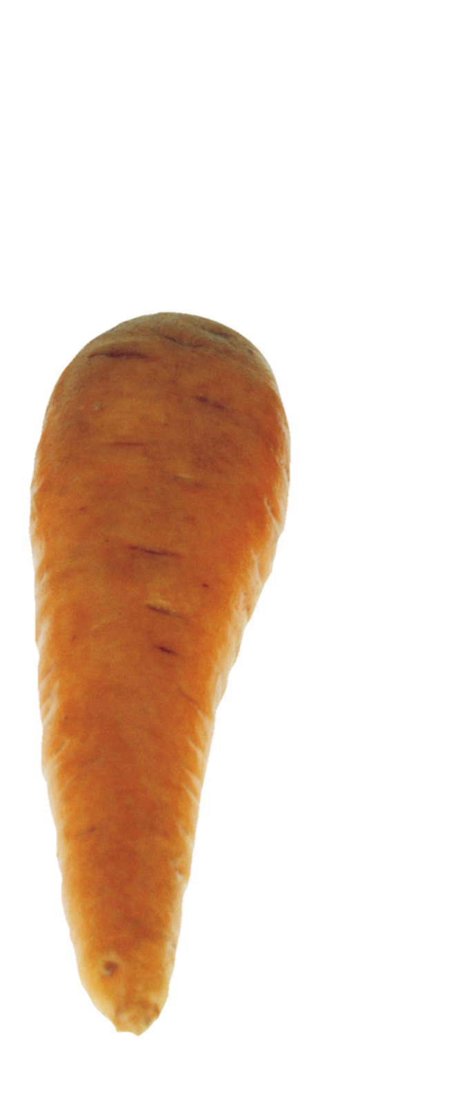 Carrot-13