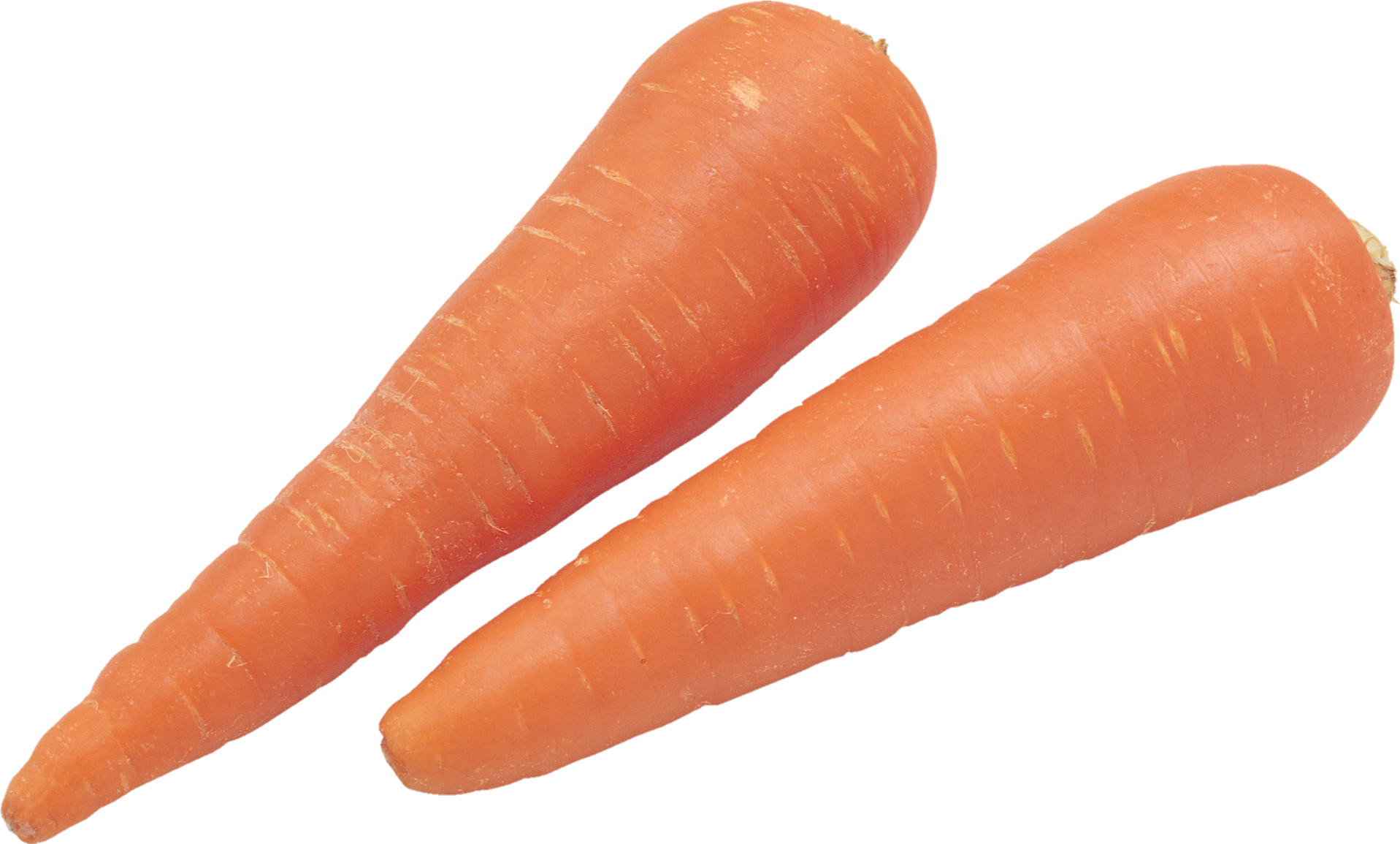 Carrot-19